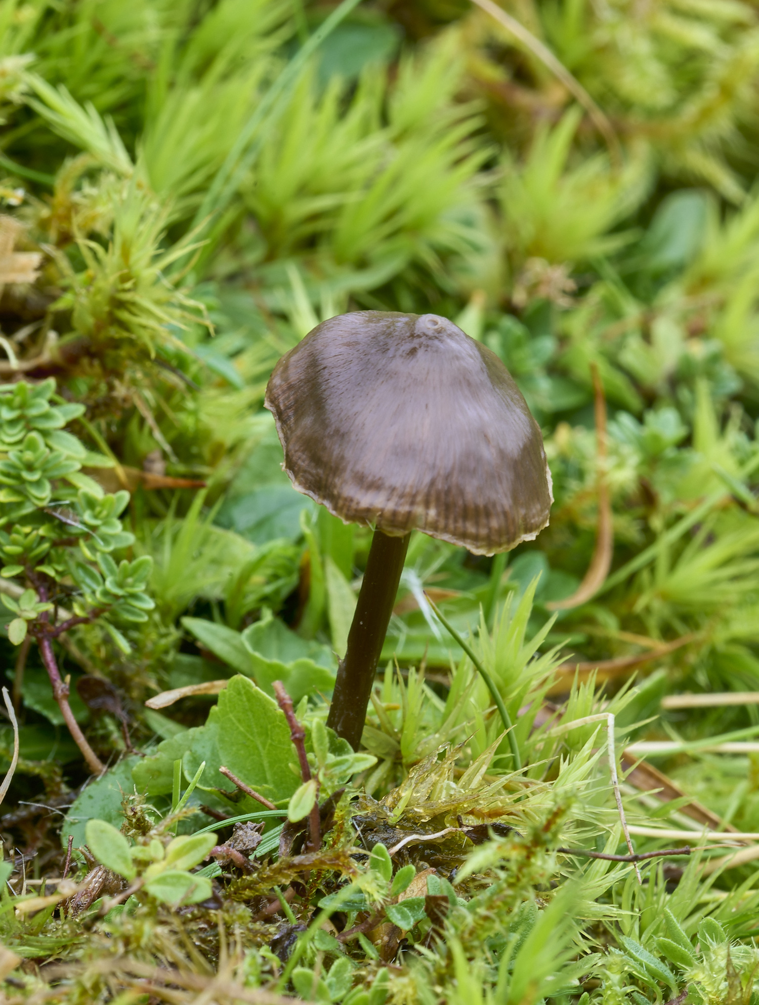 LLangattockFungi2011119-1-NEF-