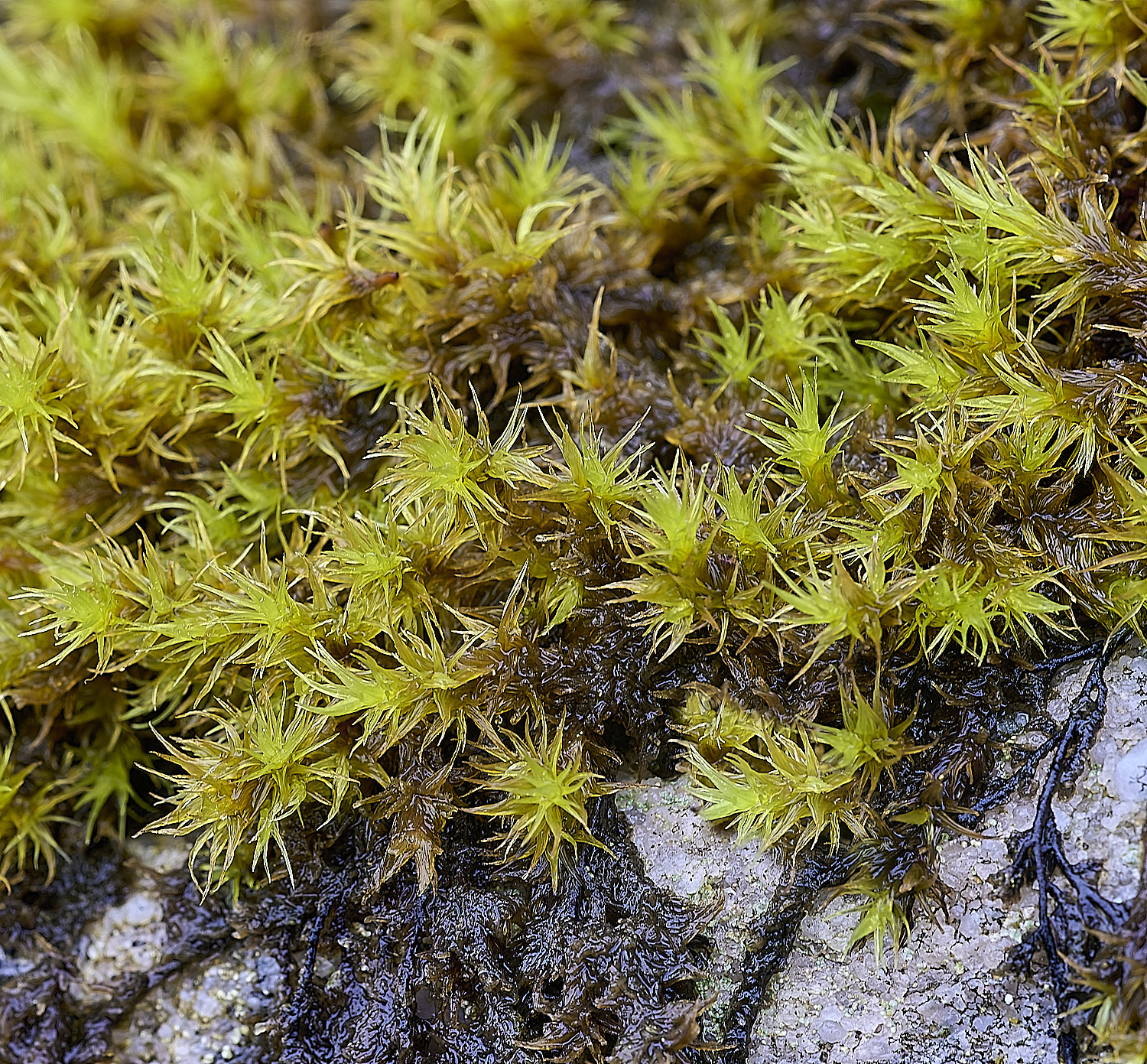 LLangattockMoss12011119-1-NEF-