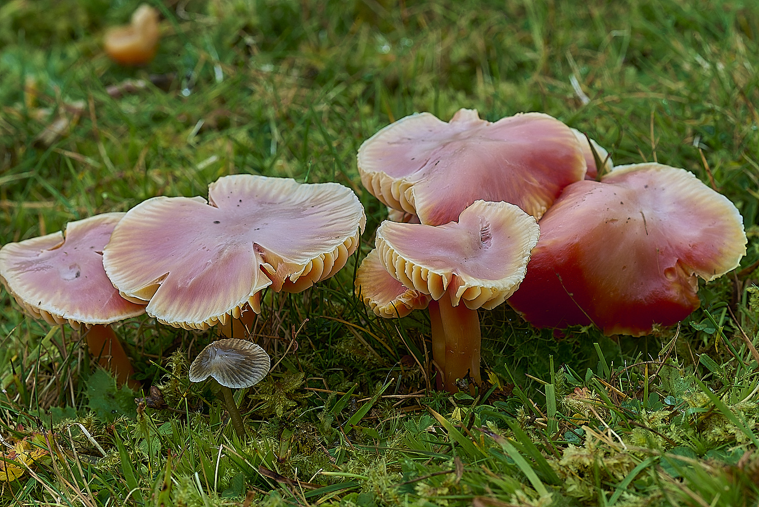 LLangattockScarletWaxcap011119-1-NEF-