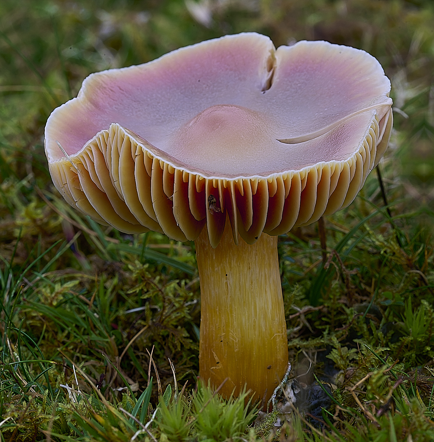 LLangattockScarletWaxcap011119-2-NEF-