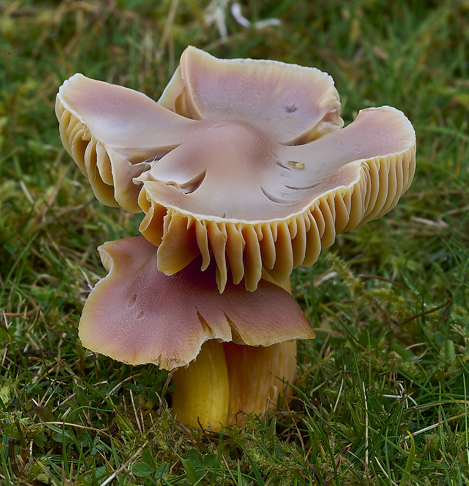 LLangattockScarletWaxcap011119-3-NEF-