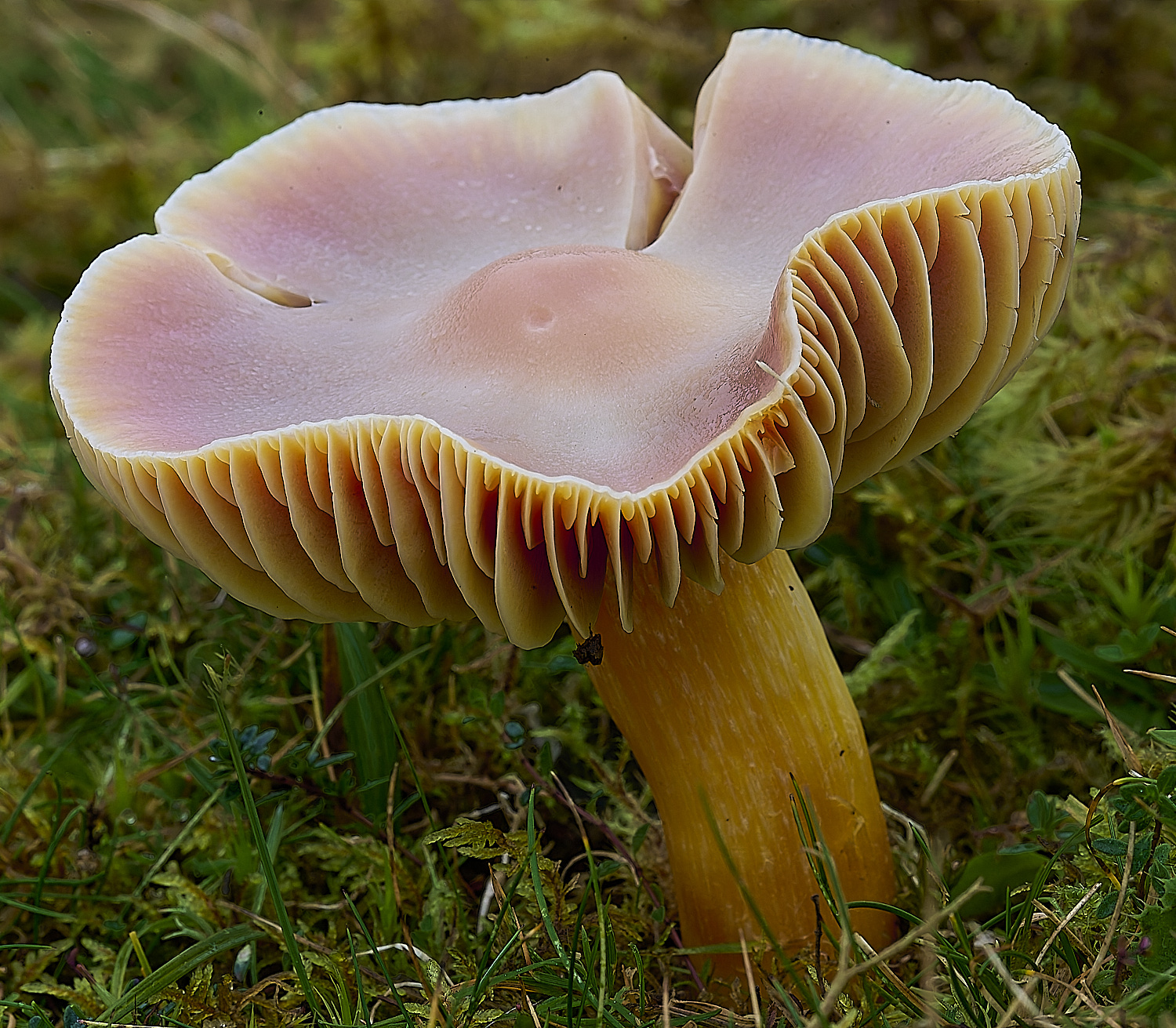 LLangattockScarletWaxcap011119-4-NEF-