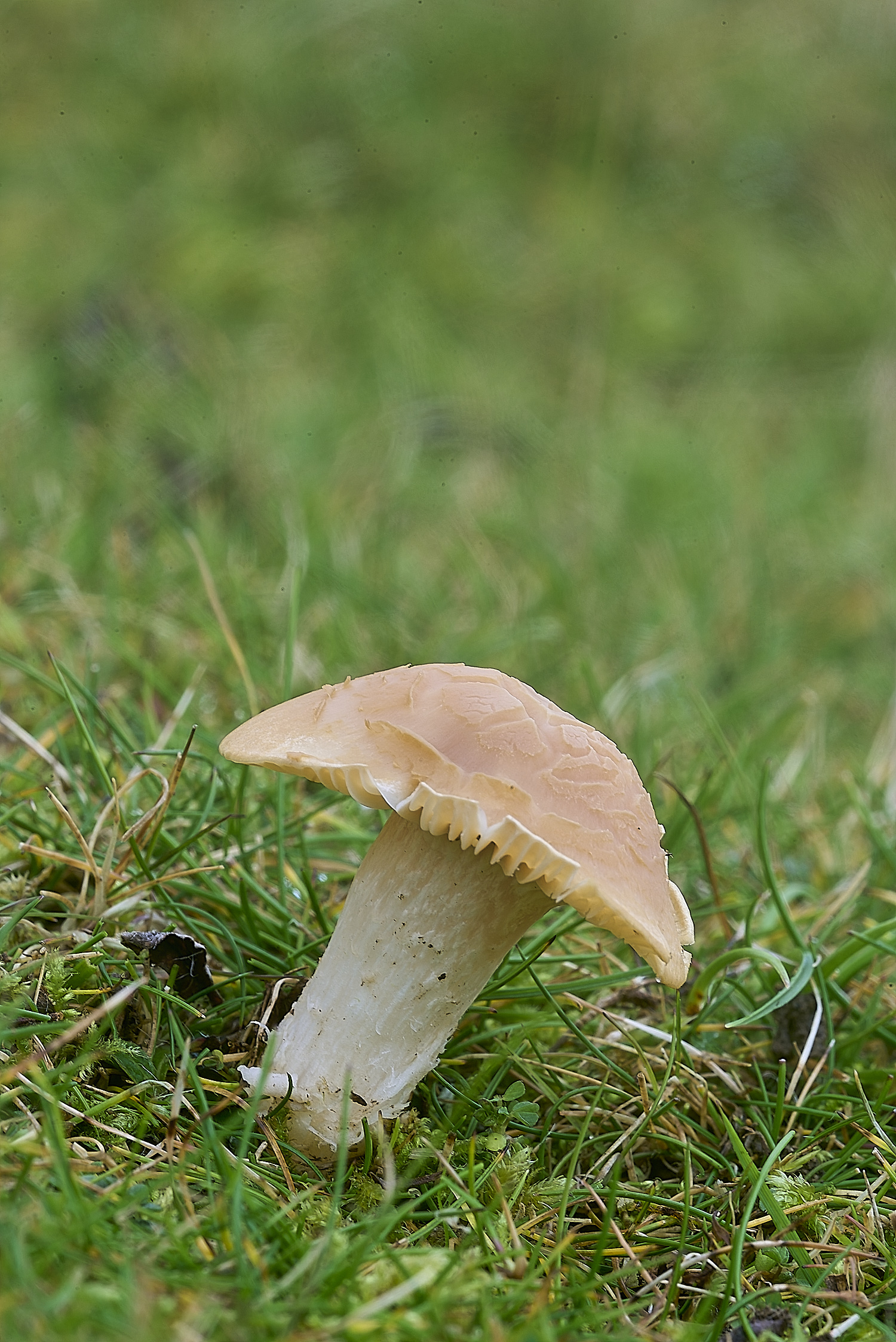 LLangattockSnowyWaxcap011119-1-NEF-