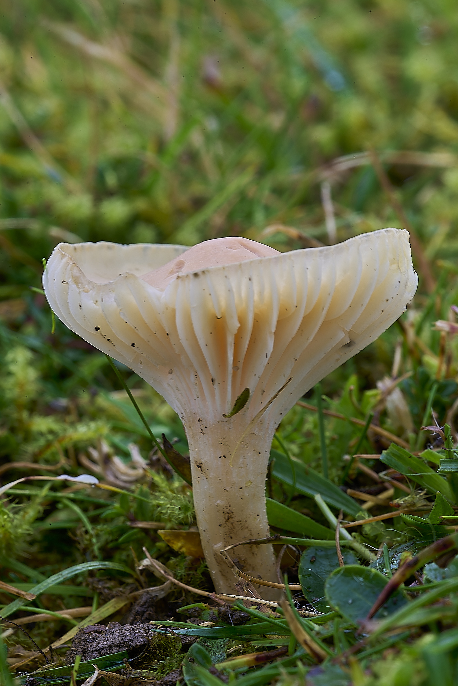 LLangattockSnowyWaxcap011119-2-NEF-