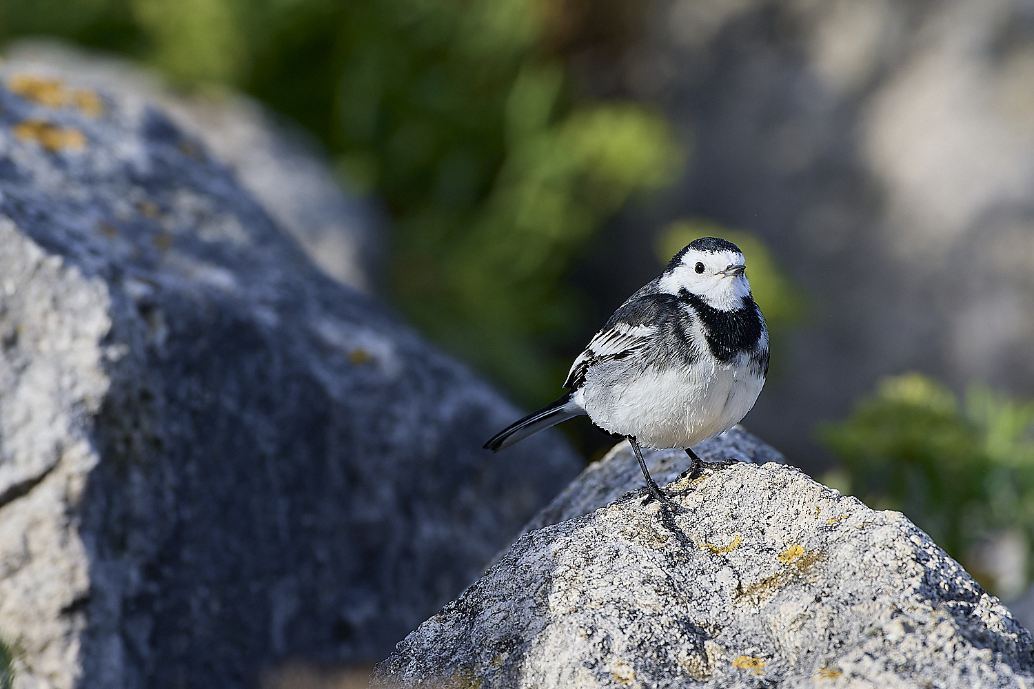 PortlandPiedWagtail141219-1-NEF-