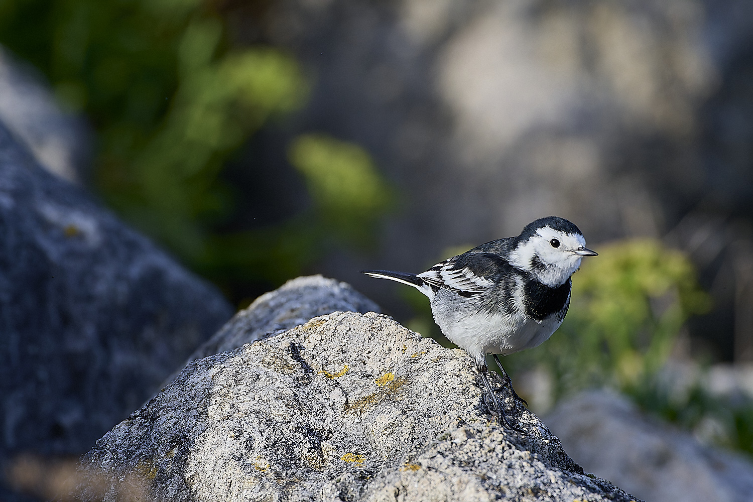 PortlandPiedWagtail141219-2-NEF-