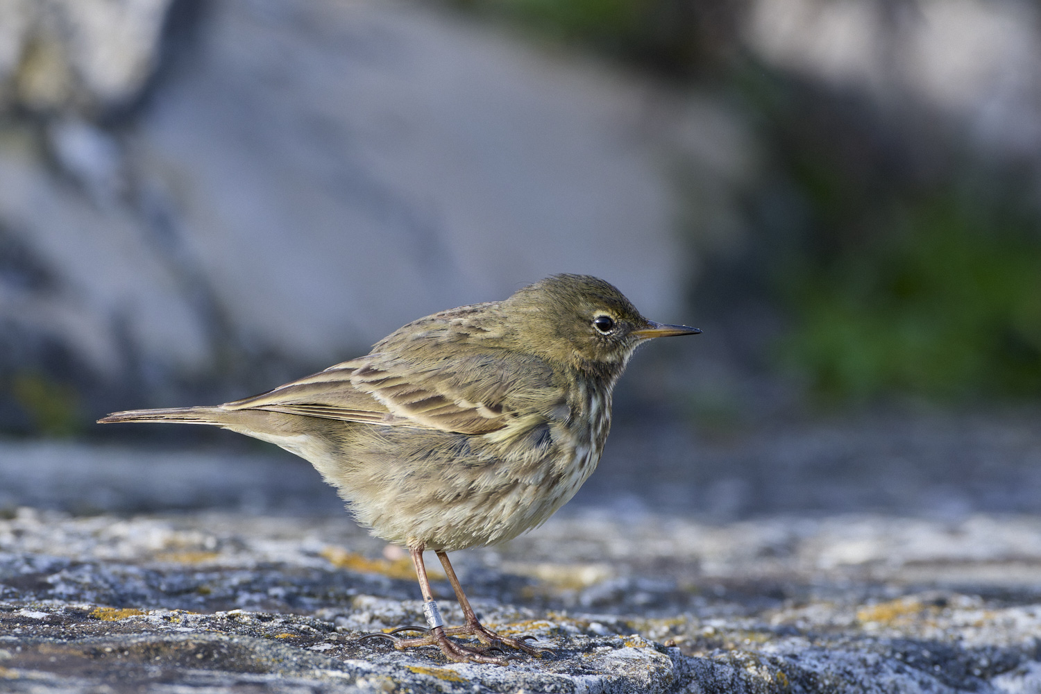 PortlandRockPipit141219-1-NEF-