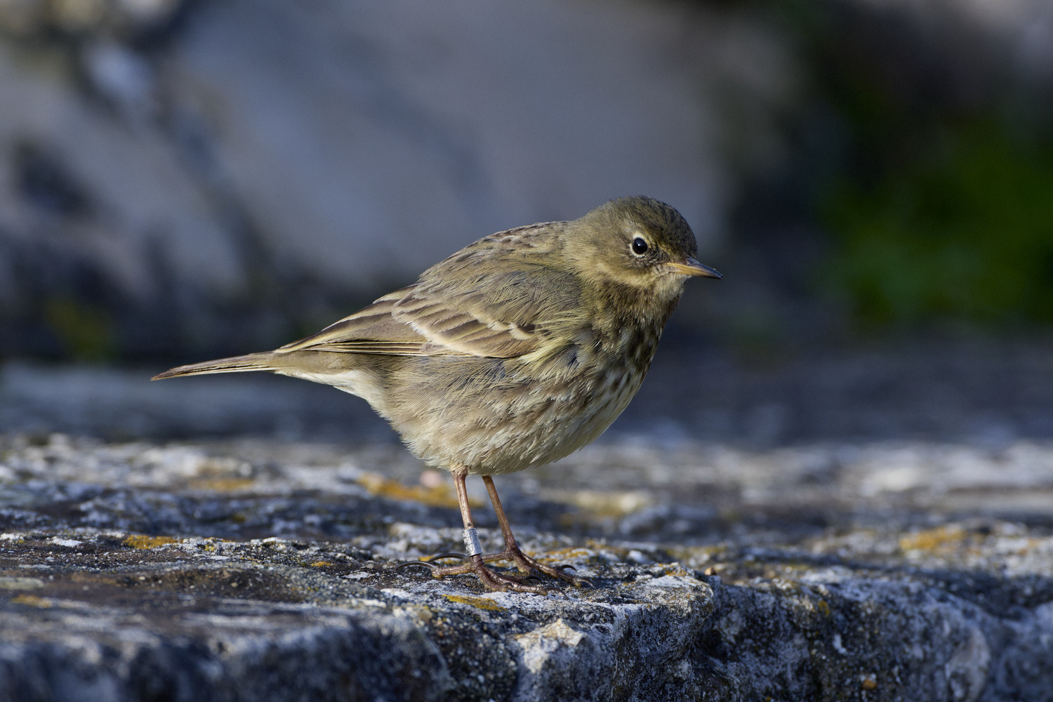 PortlandRockPipit141219-2-NEF-