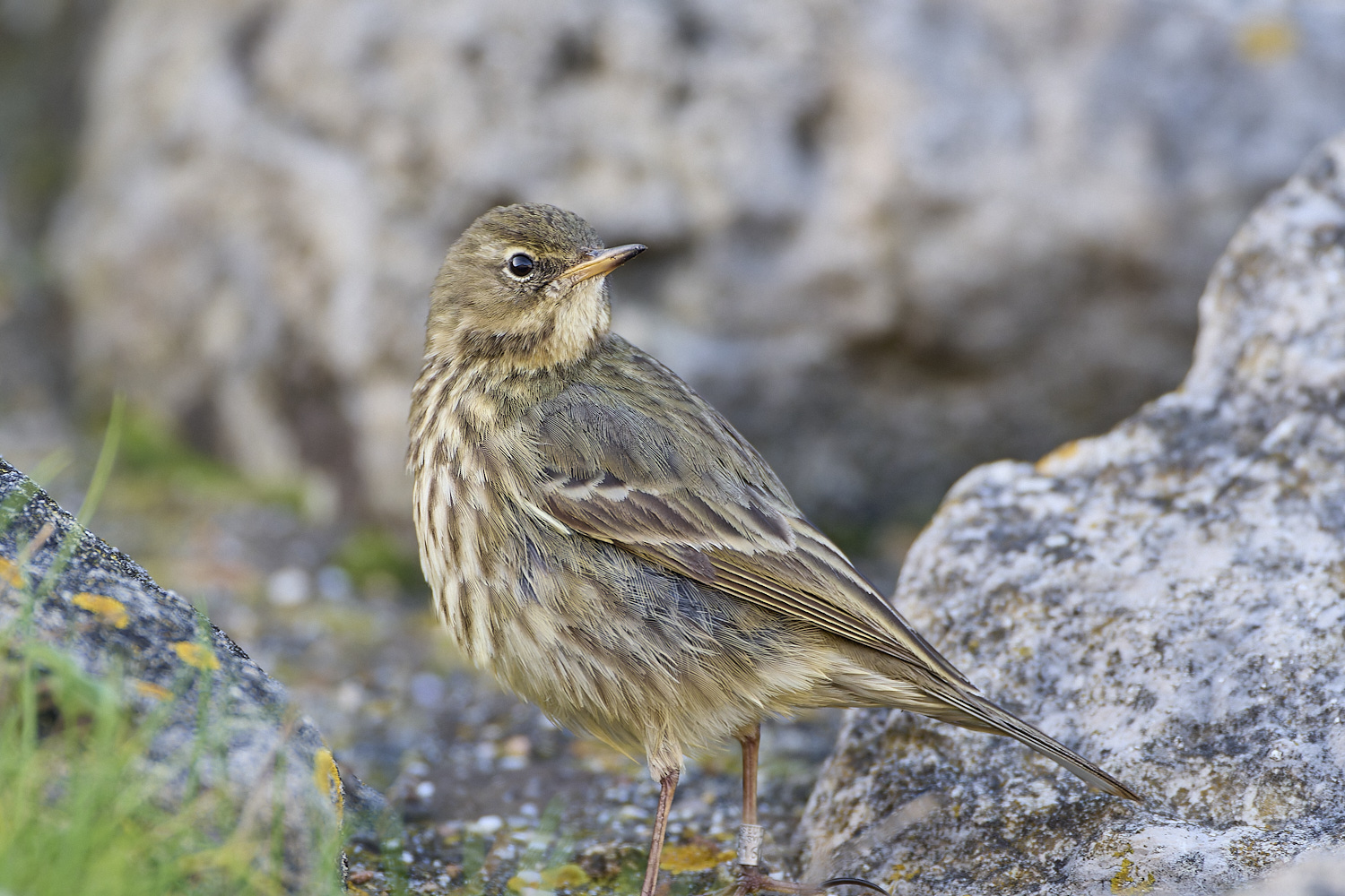 PortlandRockPipit141219-5-NEF-