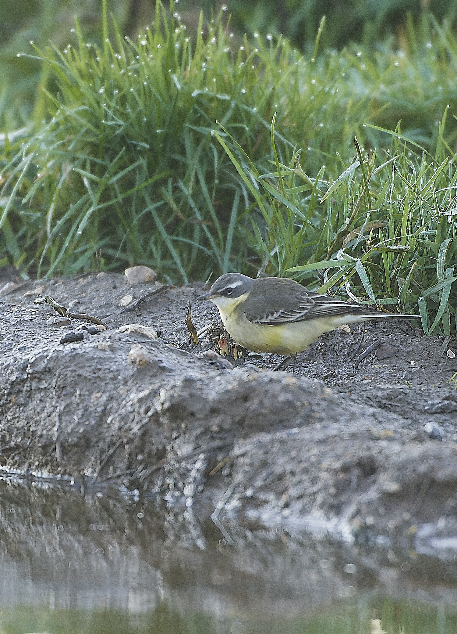 SedgeworthBlueHeadedWagtail301219-1-NEF_DxO_DeepPRIME 1