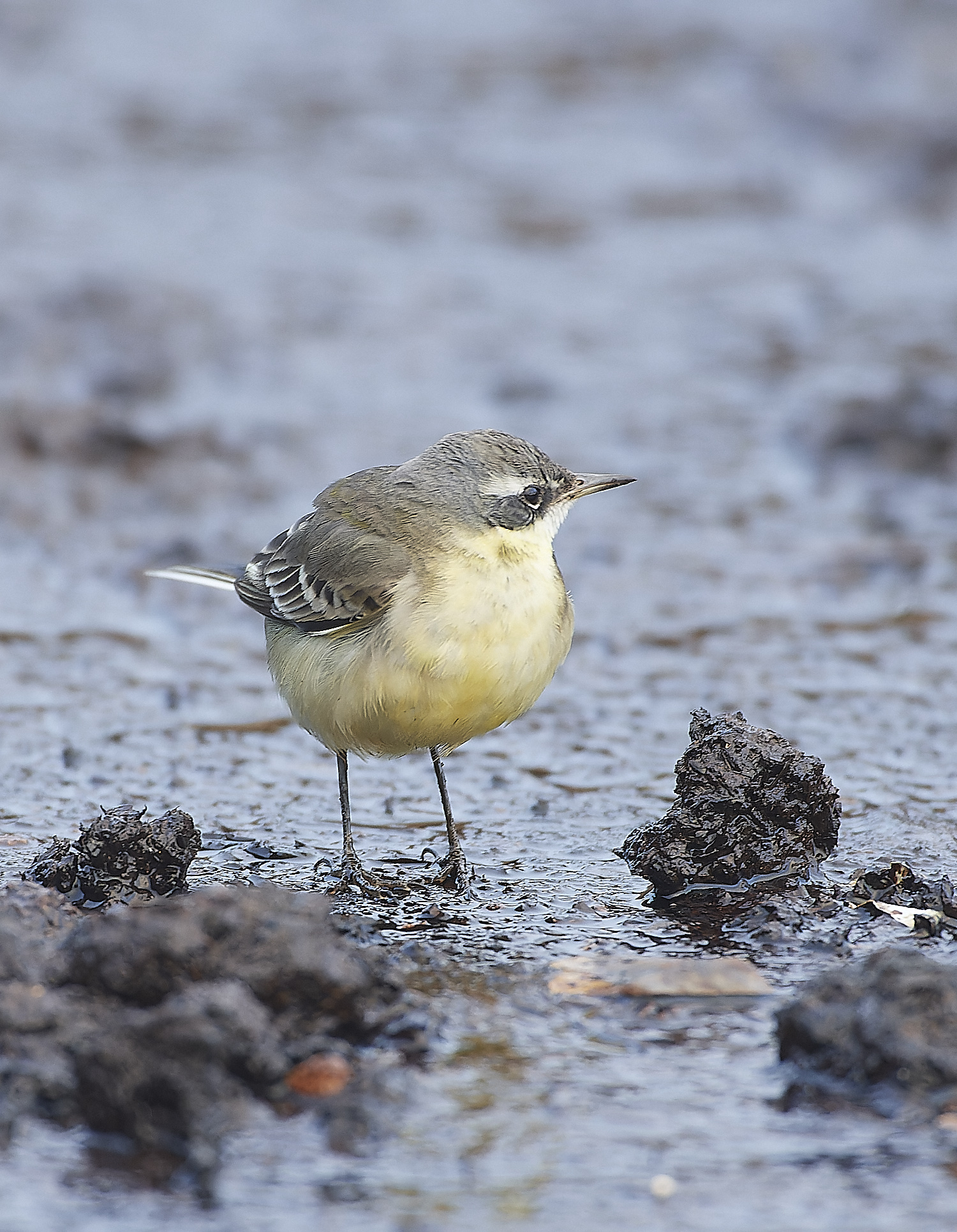 SedgeworthBlueHeadedWagtail301219-10-NEF_DxO_DeepPRIME 1