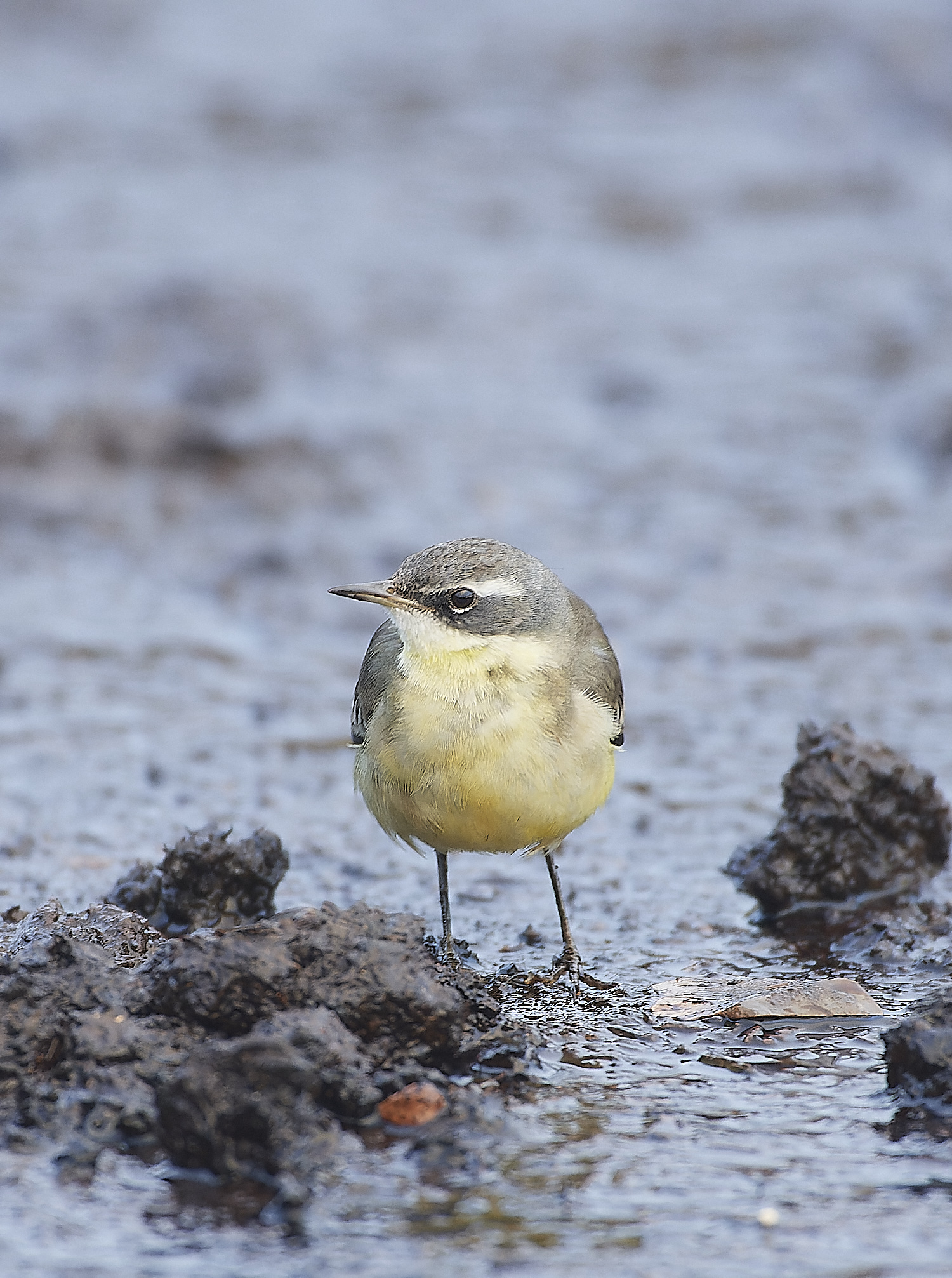 SedgeworthBlueHeadedWagtail301219-11-NEF_DxO_DeepPRIME 1