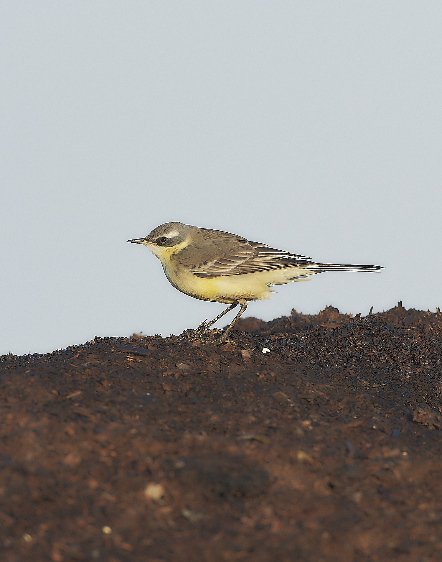 SedgeworthBlueHeadedWagtail301219-14-NEF_DxO_DeepPRIME 1