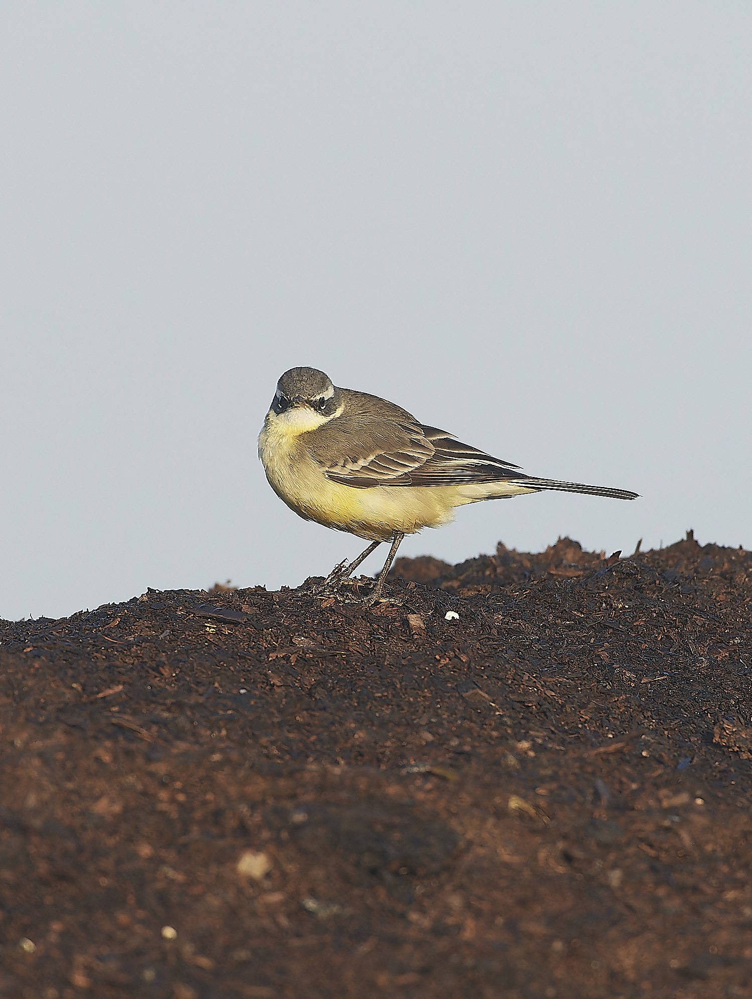 SedgeworthBlueHeadedWagtail301219-15-NEF_DxO_DeepPRIME 1