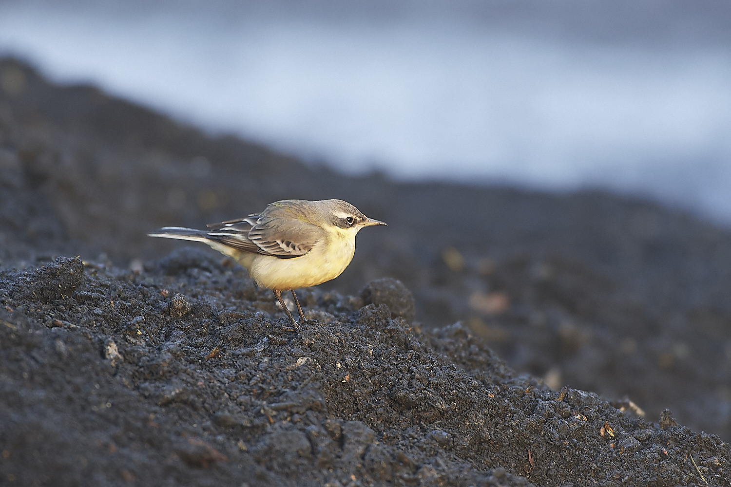 SedgeworthBlueHeadedWagtail301219-16-NEF_DxO_DeepPRIME 1