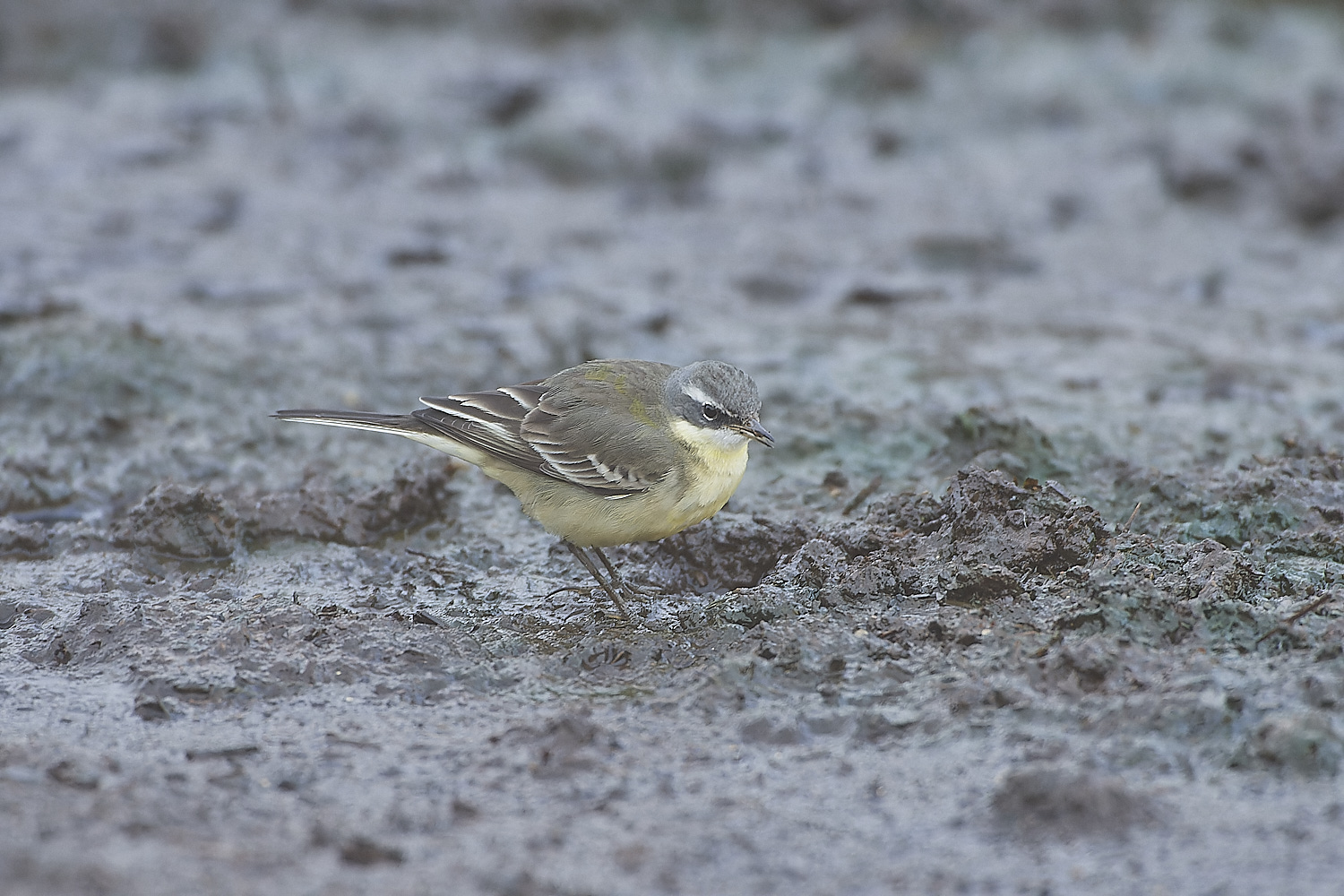 SedgeworthBlueHeadedWagtail301219-17-NEF_DxO_DeepPRIME 1