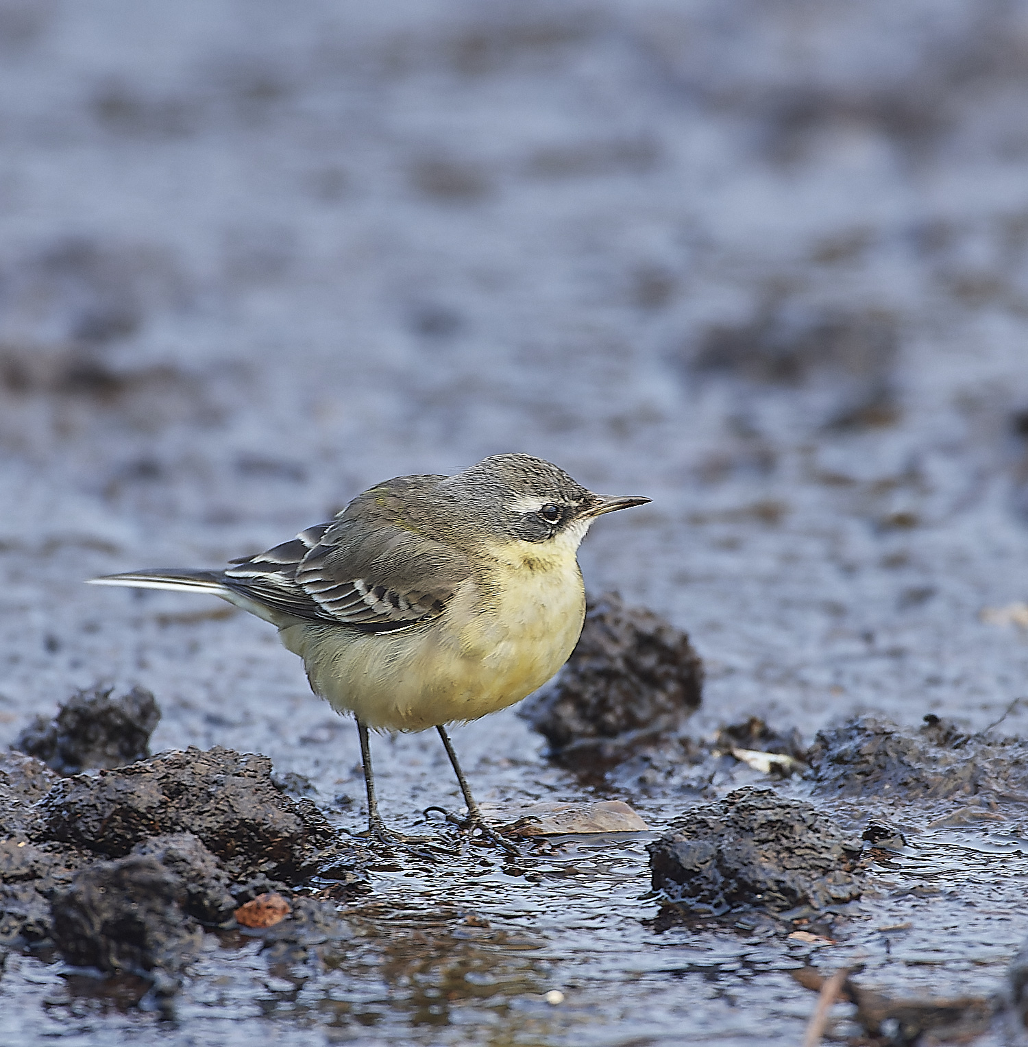 SedgeworthBlueHeadedWagtail301219-18-NEF_DxO_DeepPRIME 1