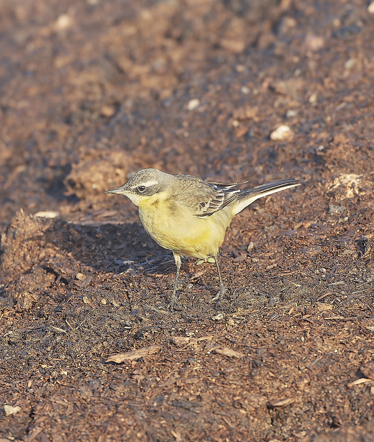 SedgeworthBlueHeadedWagtail301219-19-NEF_DxO_DeepPRIME 1