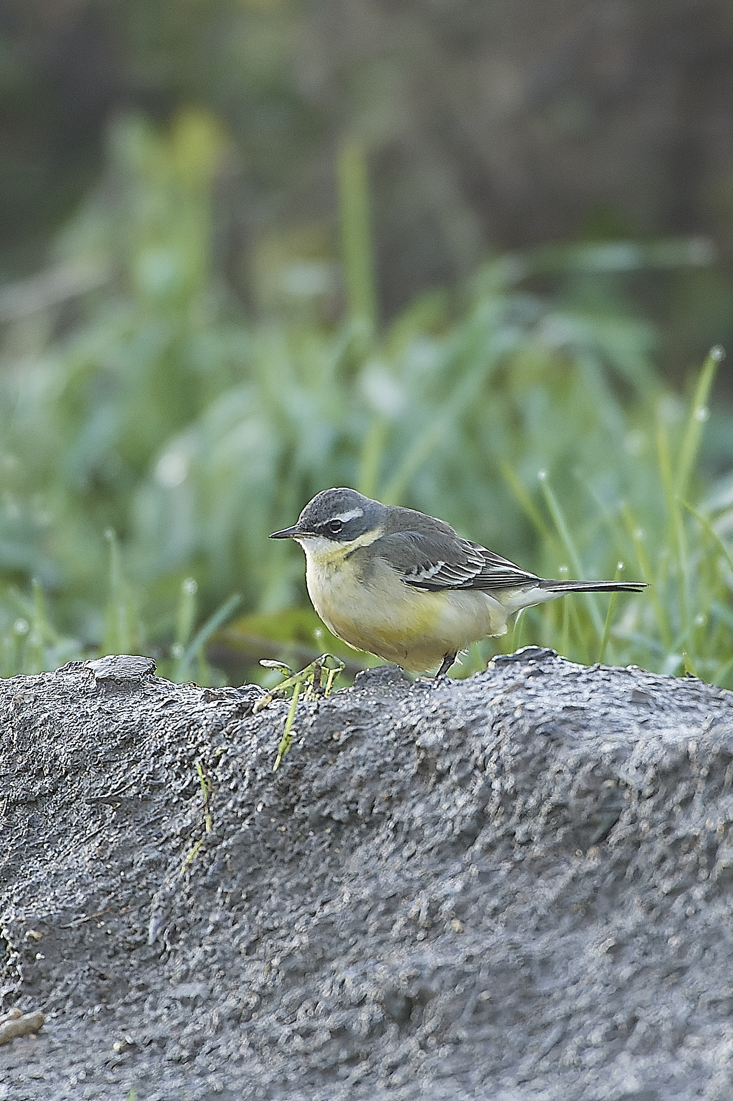 SedgeworthBlueHeadedWagtail301219-2-NEF_DxO_DeepPRIME 1