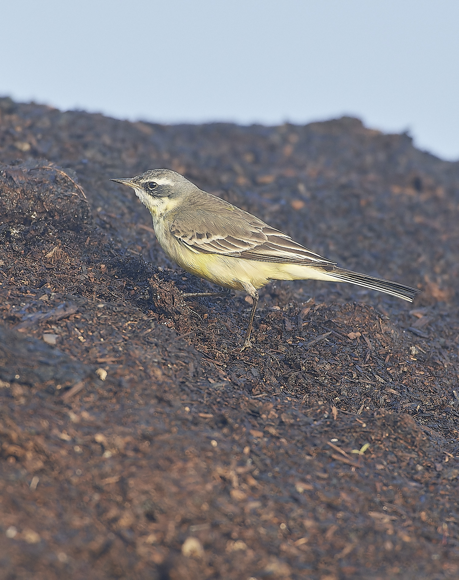 SedgeworthBlueHeadedWagtail301219-20-NEF_DxO_DeepPRIME 1