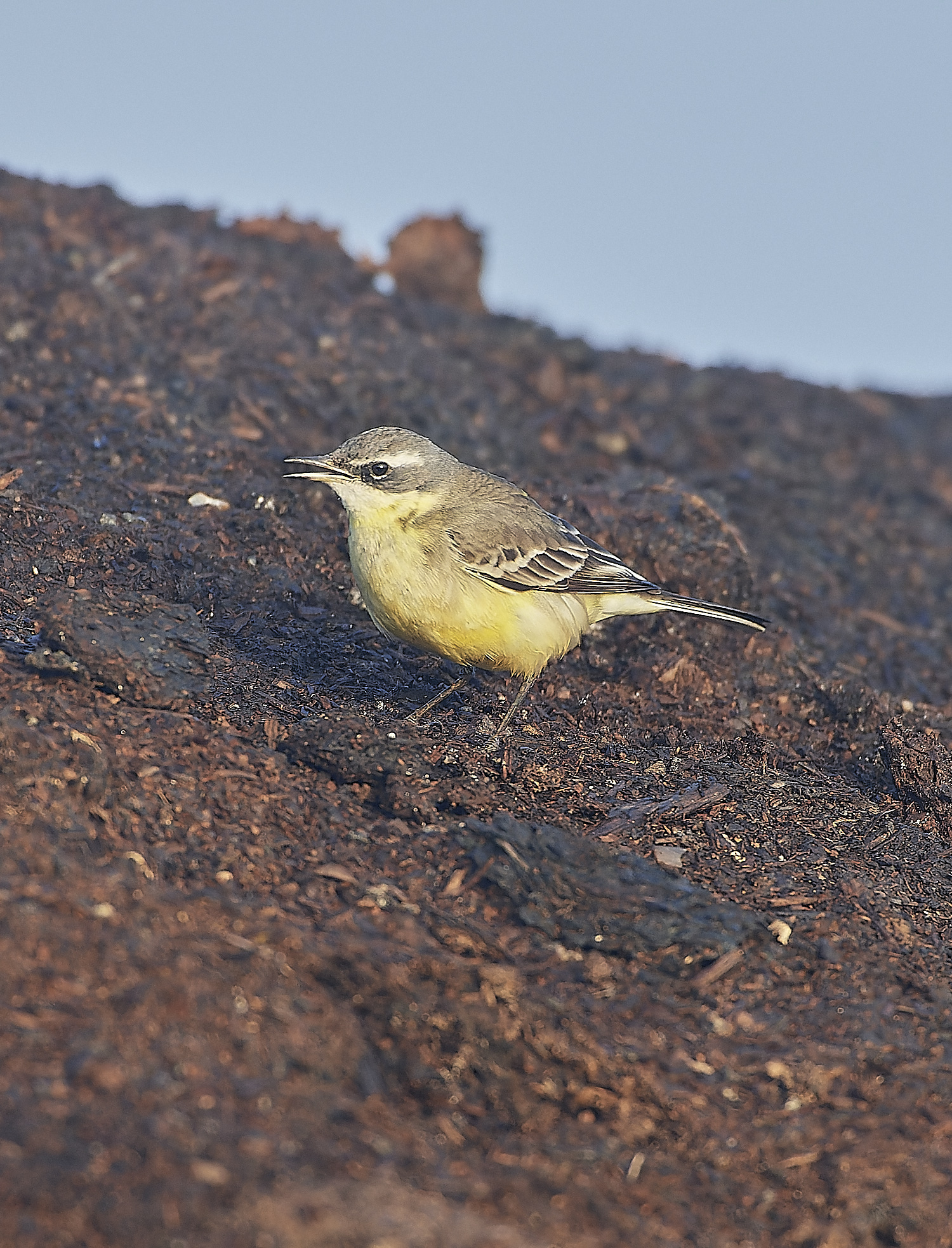 SedgeworthBlueHeadedWagtail301219-21-NEF_DxO_DeepPRIME 1