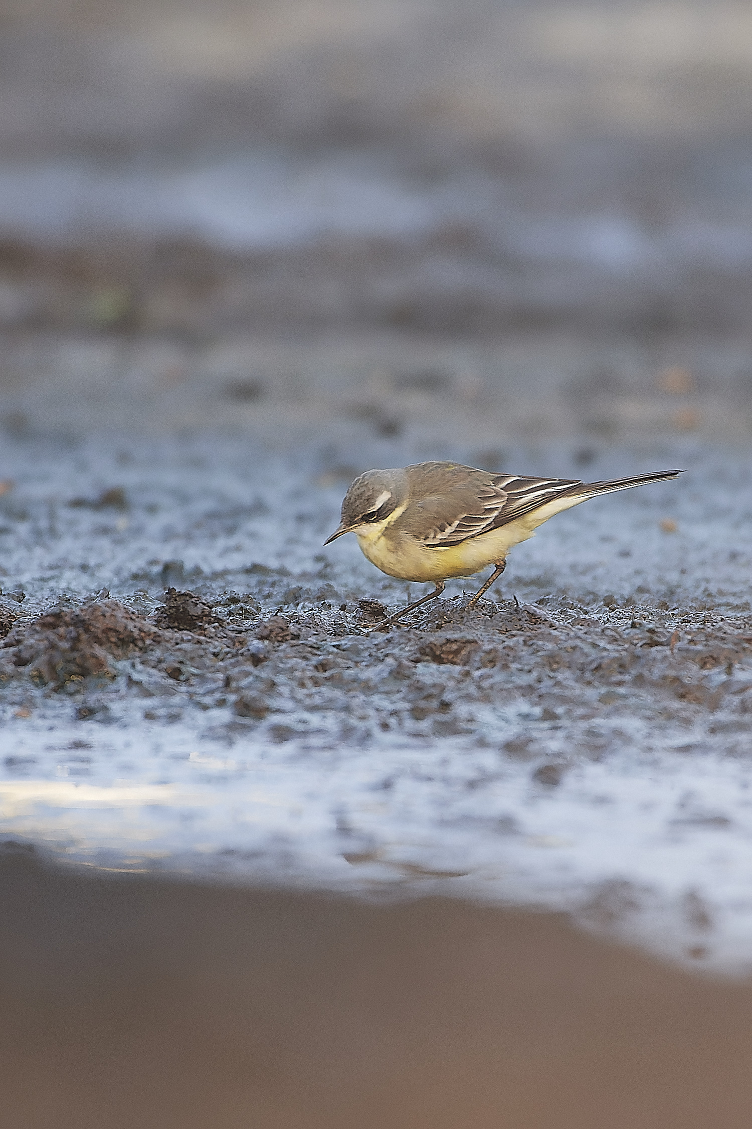 SedgeworthBlueHeadedWagtail301219-4-NEF_DxO_DeepPRIME 1