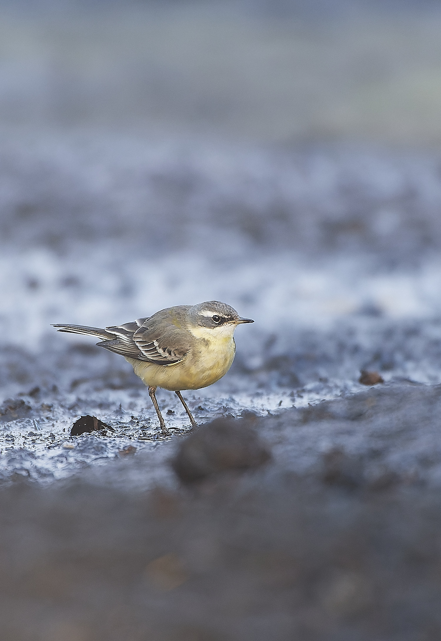 SedgeworthBlueHeadedWagtail301219-5-NEF_DxO_DeepPRIME 1