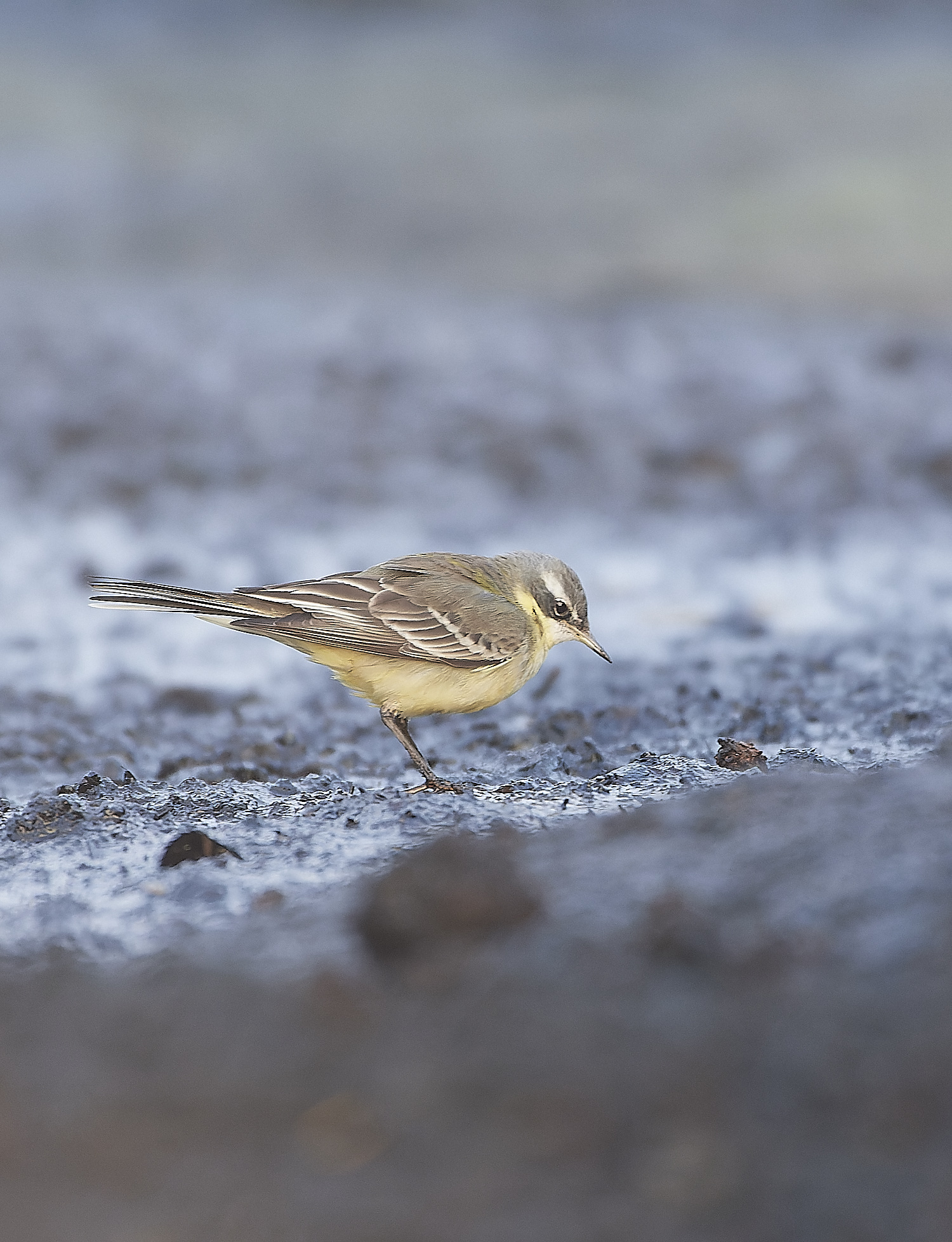 SedgeworthBlueHeadedWagtail301219-6-NEF_DxO_DeepPRIME 1