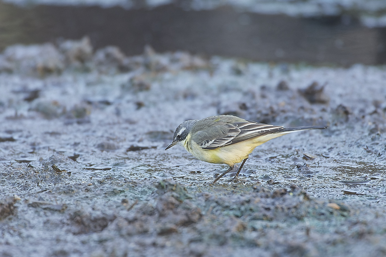 SedgeworthBlueHeadedWagtail301219-9-NEF_DxO_DeepPRIME 1