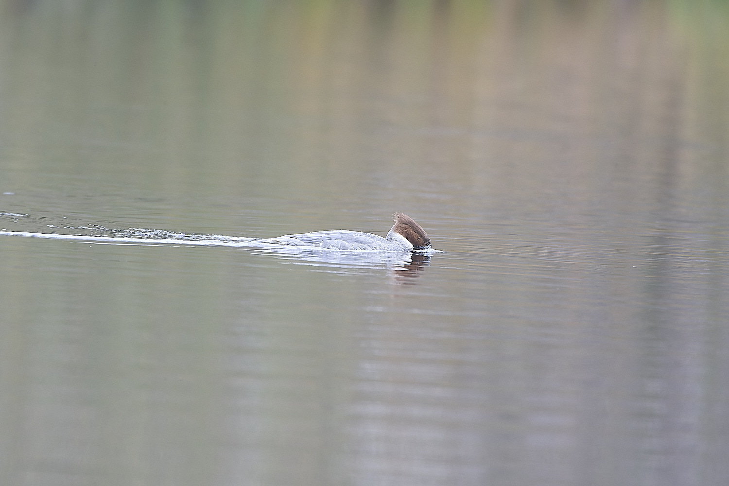 SelbriggPondGoosander031219-1-NEF-