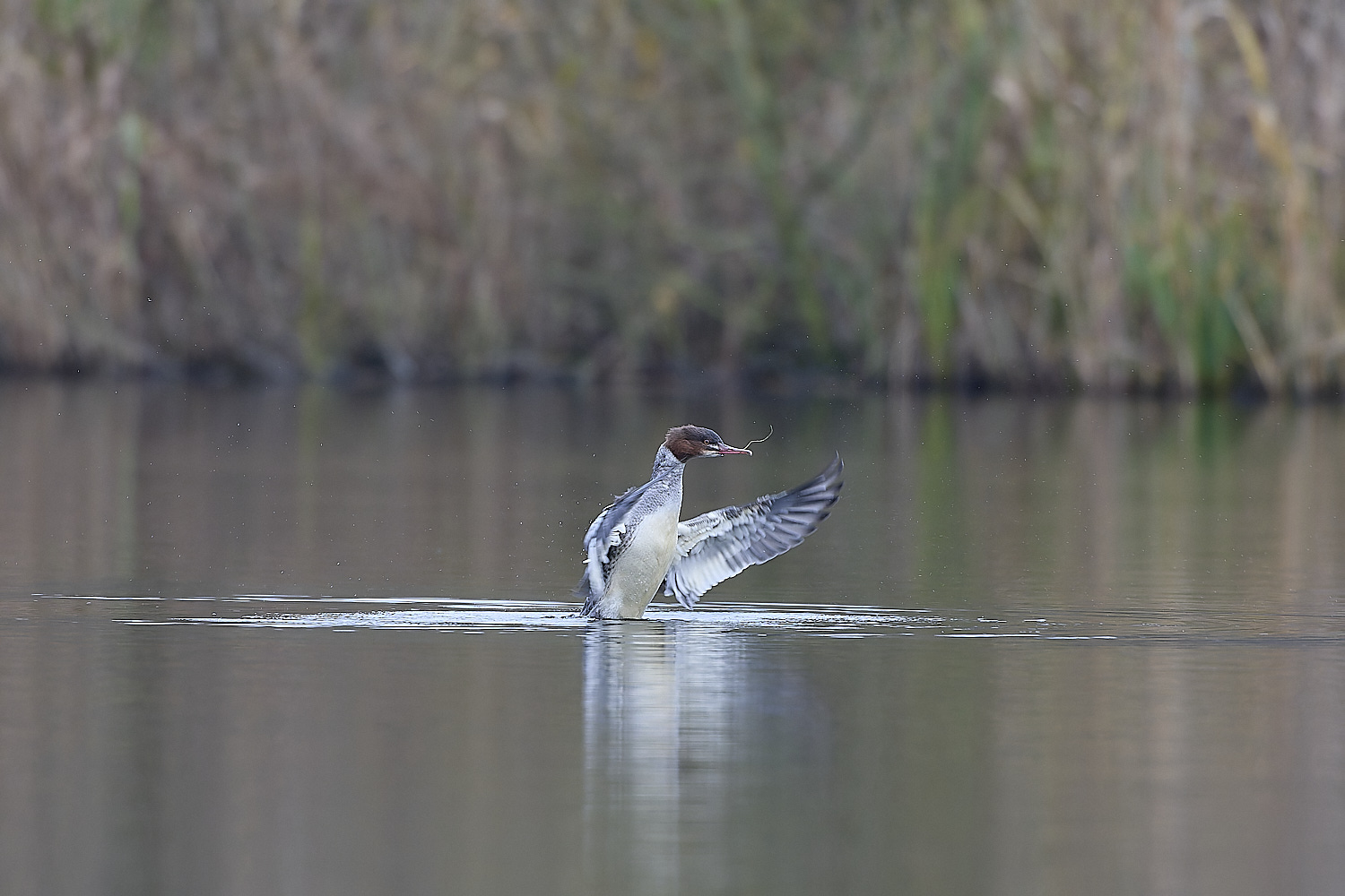 SelbriggPondGoosander031219-10-NEF-