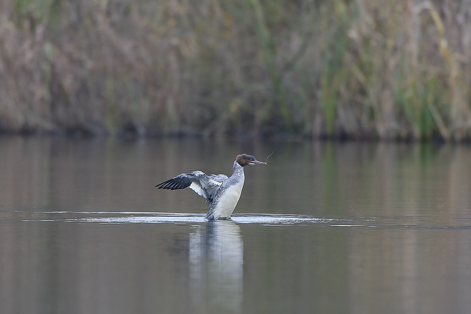 SelbriggPondGoosander031219-11-NEF-