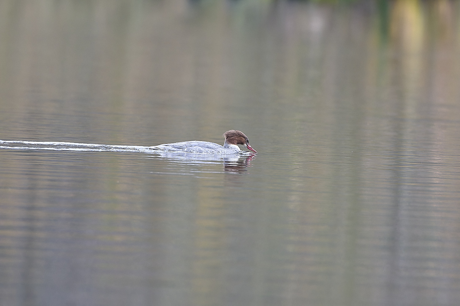 SelbriggPondGoosander031219-2-NEF-