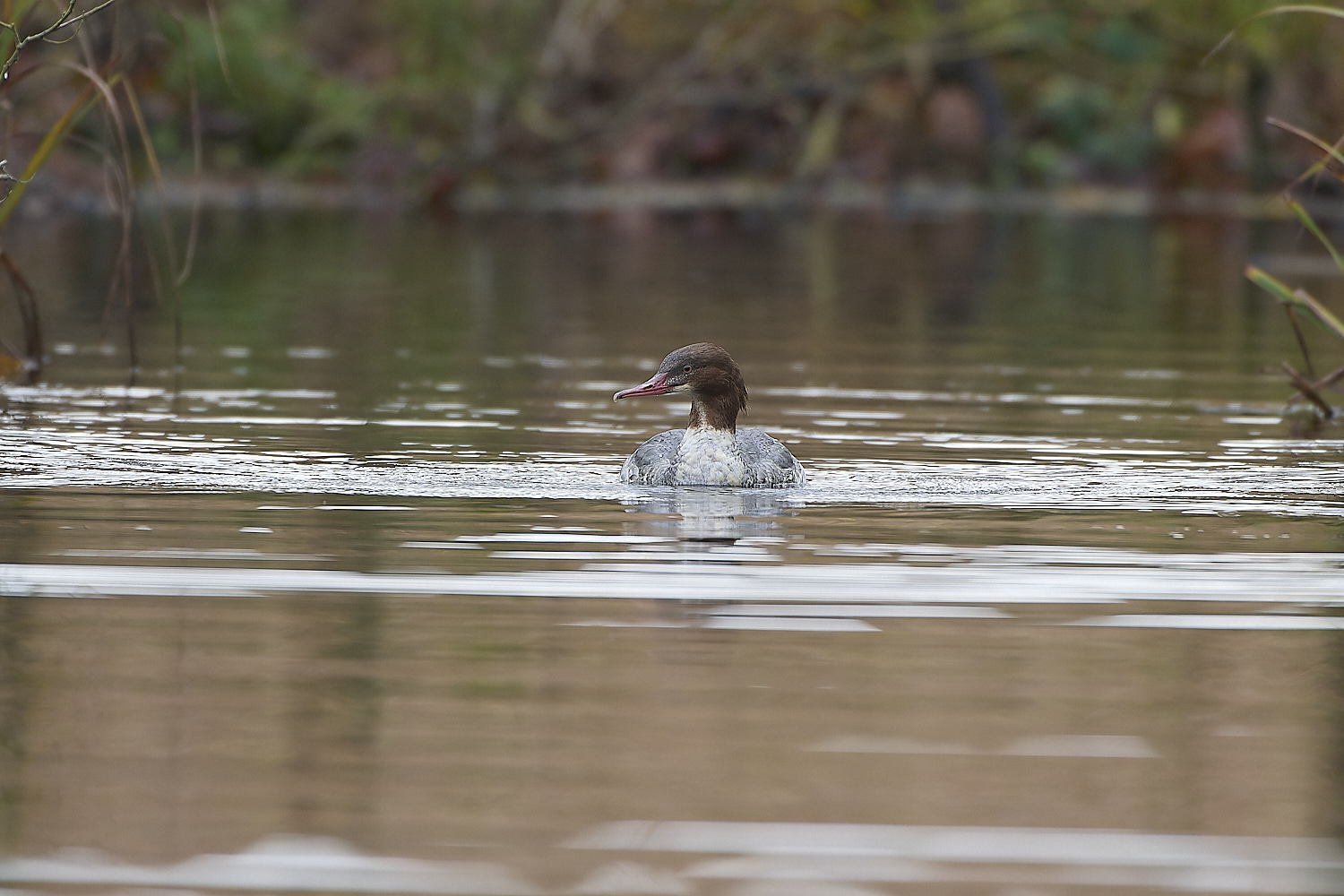 SelbriggPondGoosander031219-4-NEF-