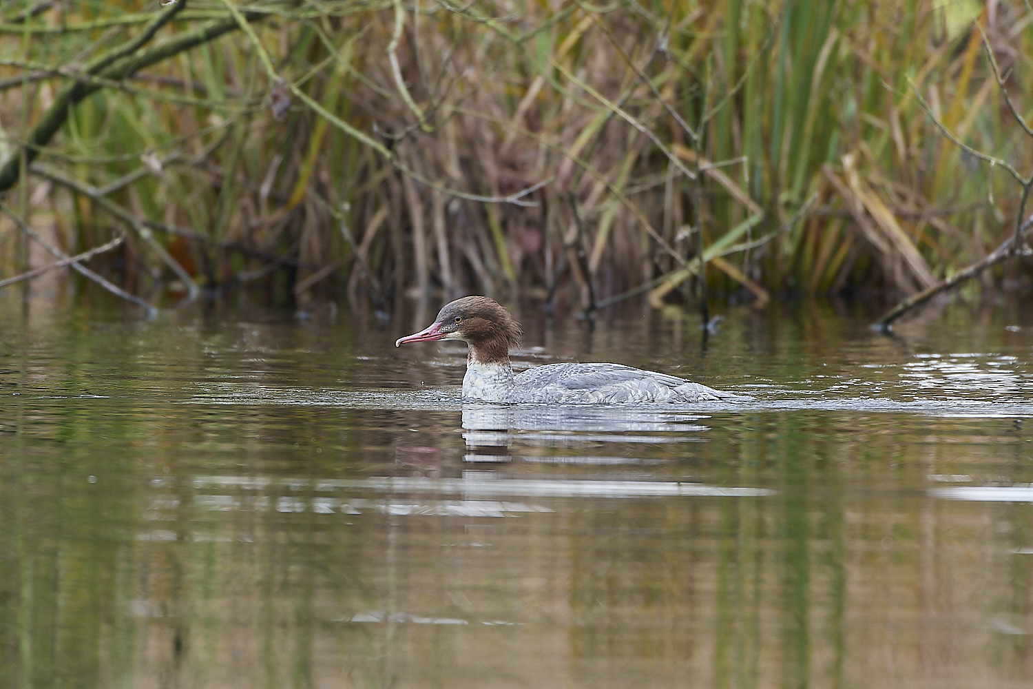 SelbriggPondGoosander031219-6-NEF-