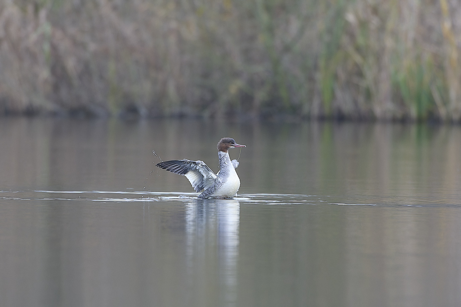 SelbriggPondGoosander031219-7-NEF-