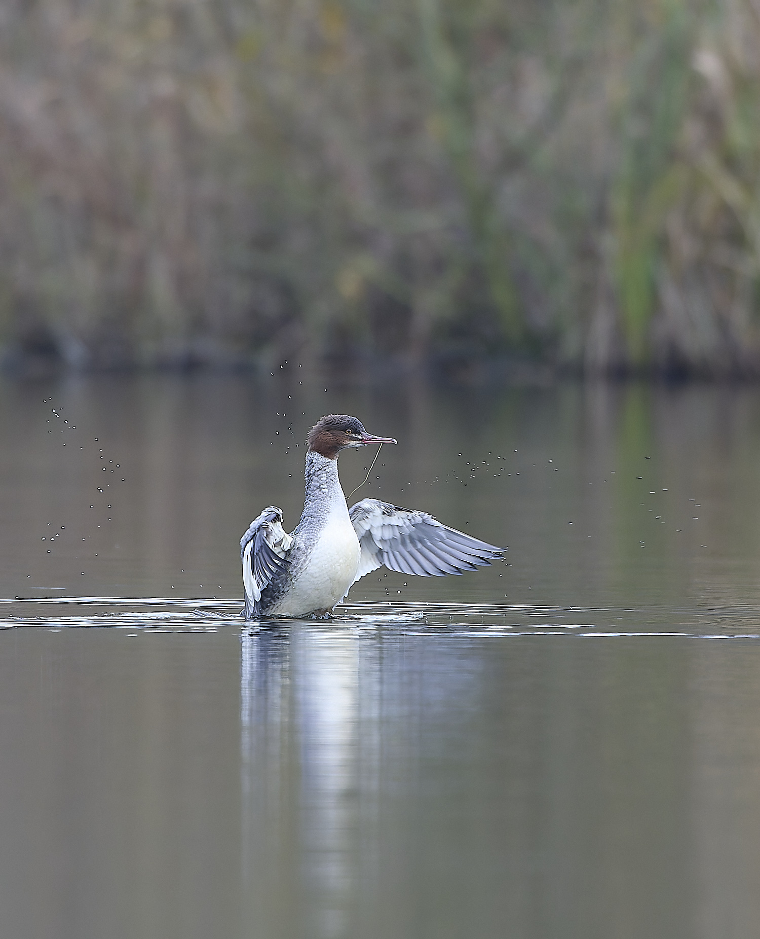 SelbriggPondGoosander031219-8-NEF-