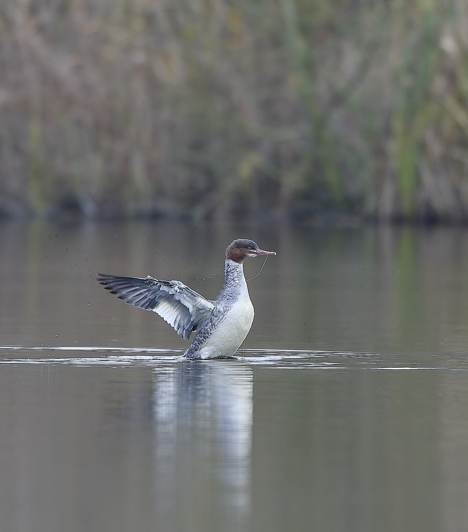 SelbriggPondGoosander031219-9-NEF-