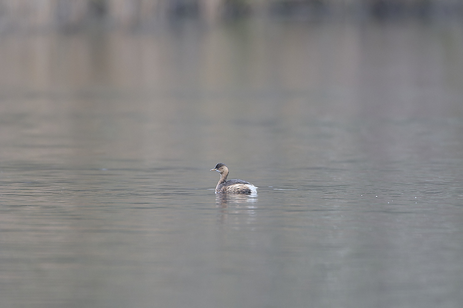 SelbriggPondLittleGrebe031219-1-NEF-