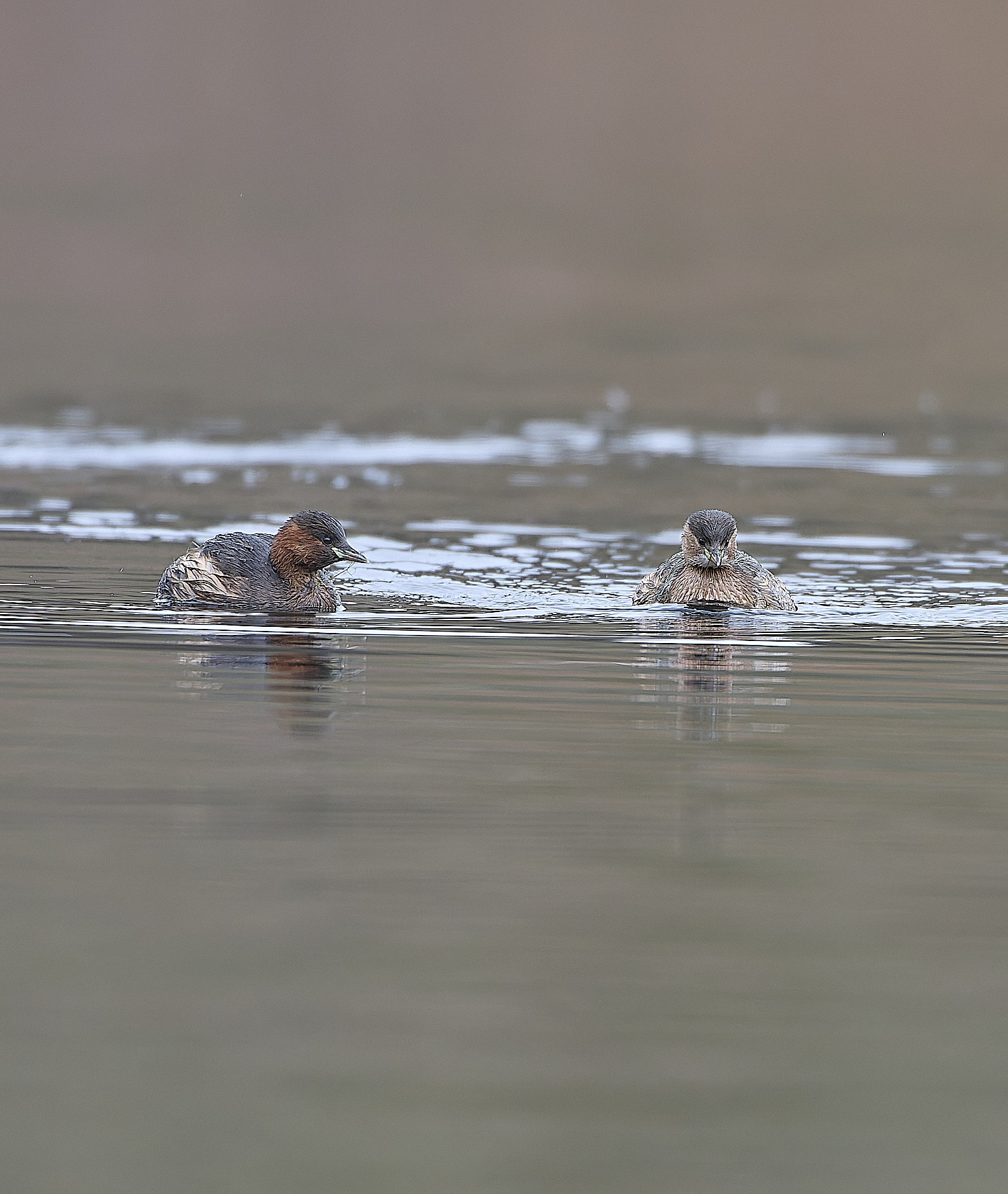 SelbriggPondLittleGrebe031219-2-NEF-