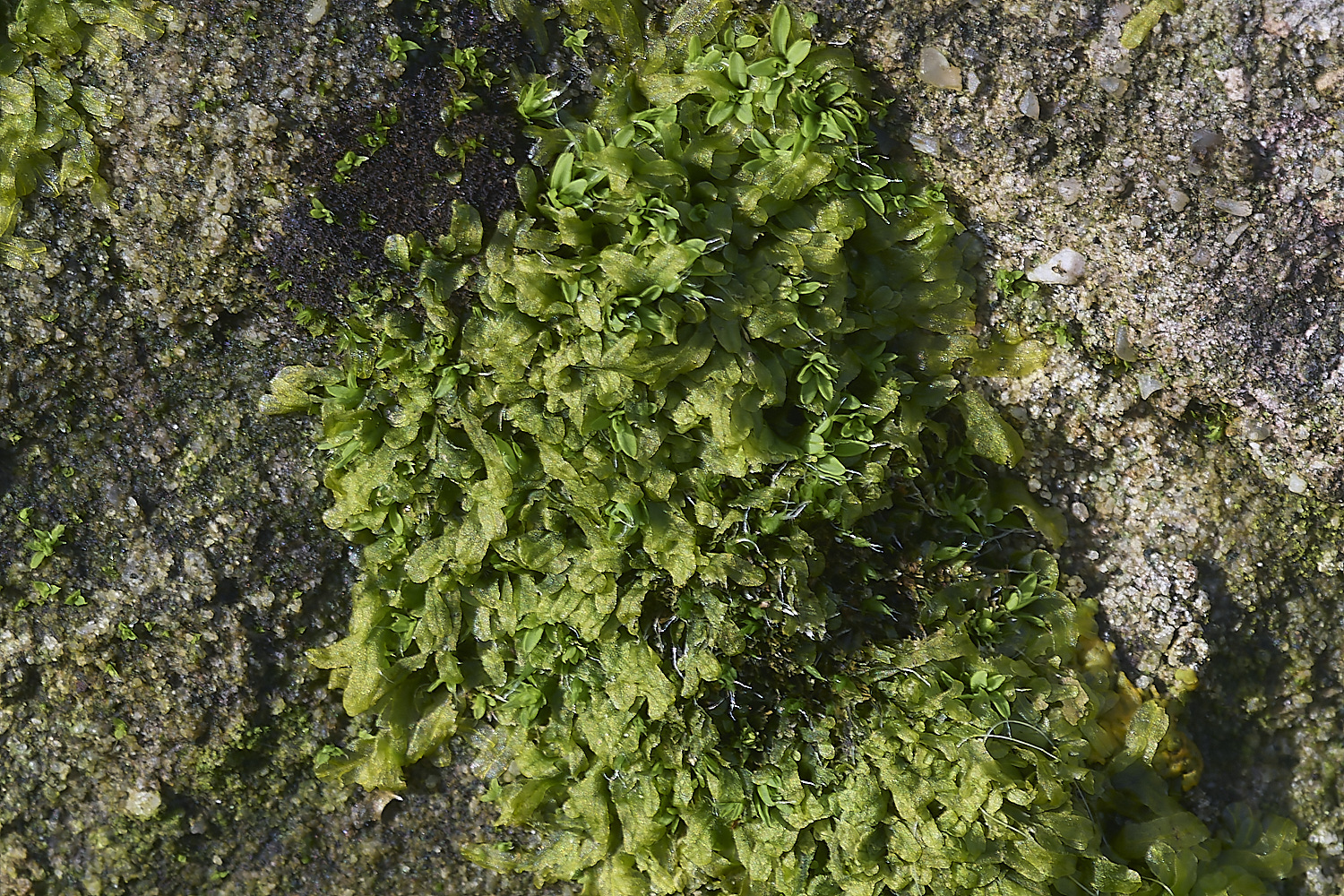 ShaftesburyLiverwort1141219-1-NEF-