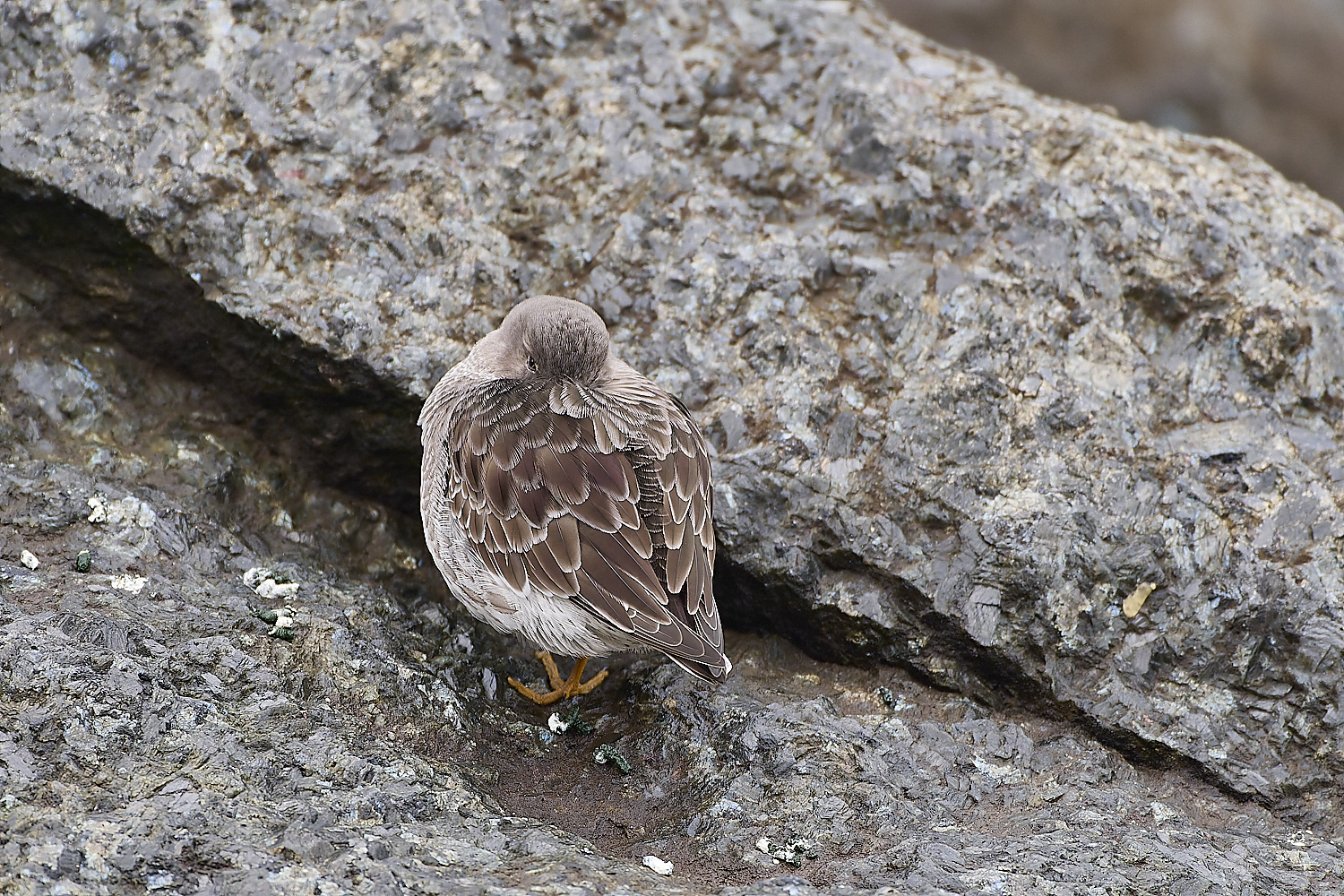 SheringhamPurpleSandpiper031219-1-NEF-