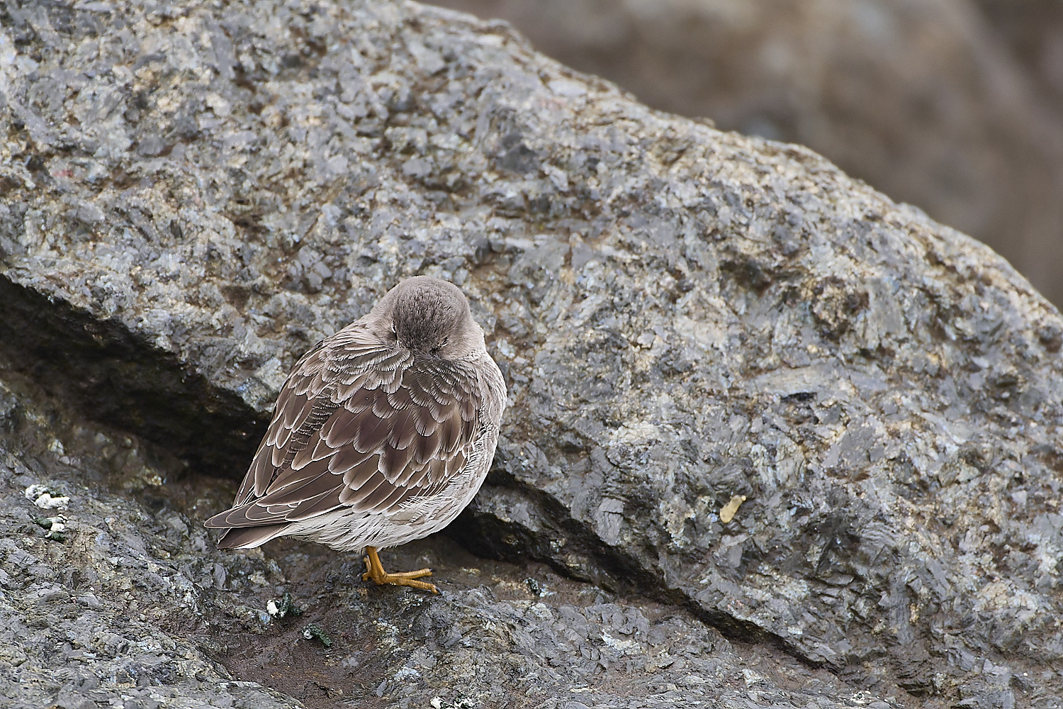 SheringhamPurpleSandpiper031219-2-NEF-