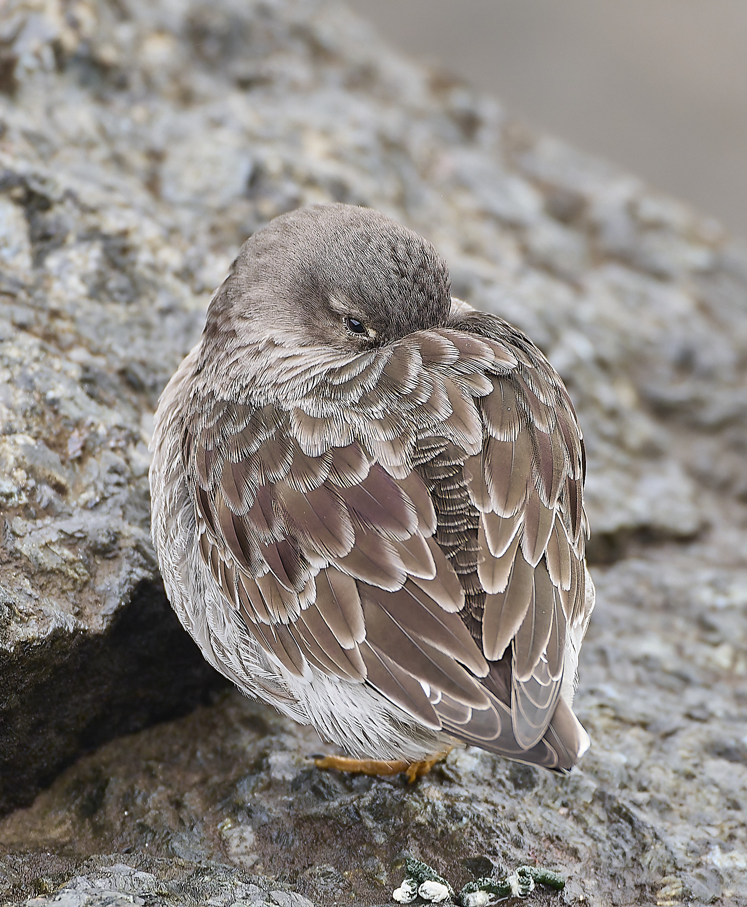 SheringhamPurpleSandpiper031219-4-NEF- 1