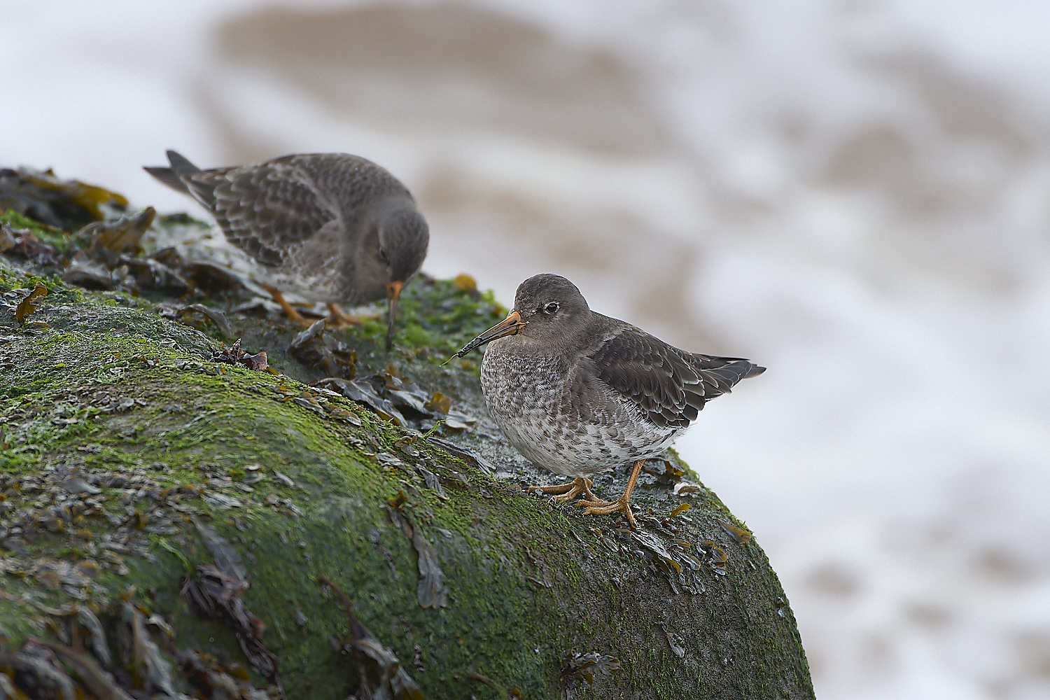 SheringhamPurpleSandpiper071219-1-NEF-