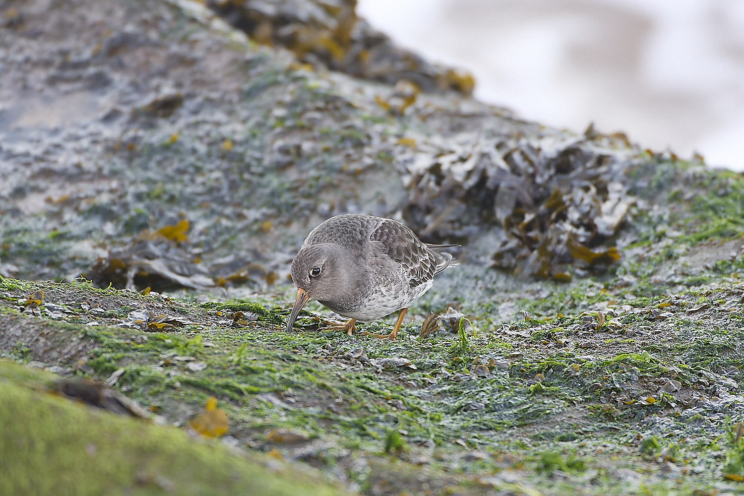 SheringhamPurpleSandpiper071219-2-NEF-