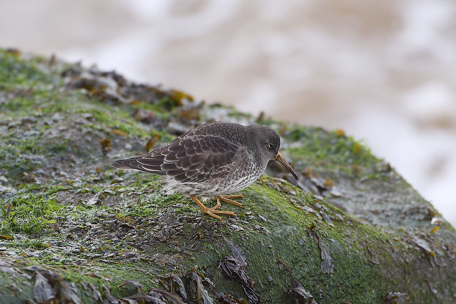 SheringhamPurpleSandpiper071219-3-NEF-