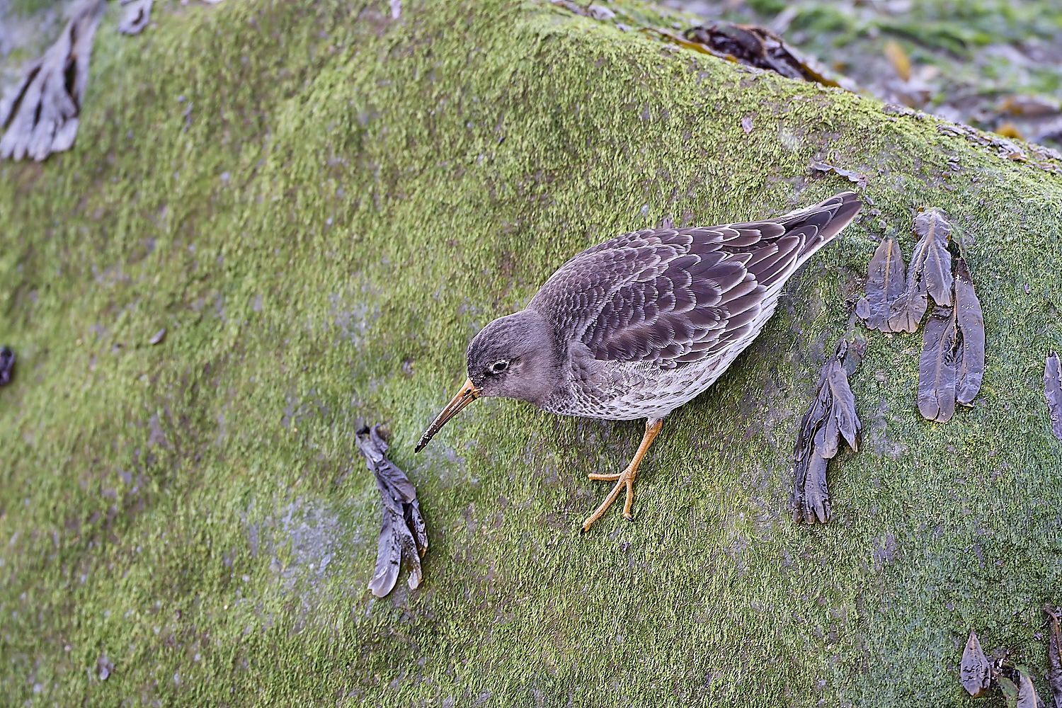 SheringhamPurpleSandpiper071219-4-NEF-