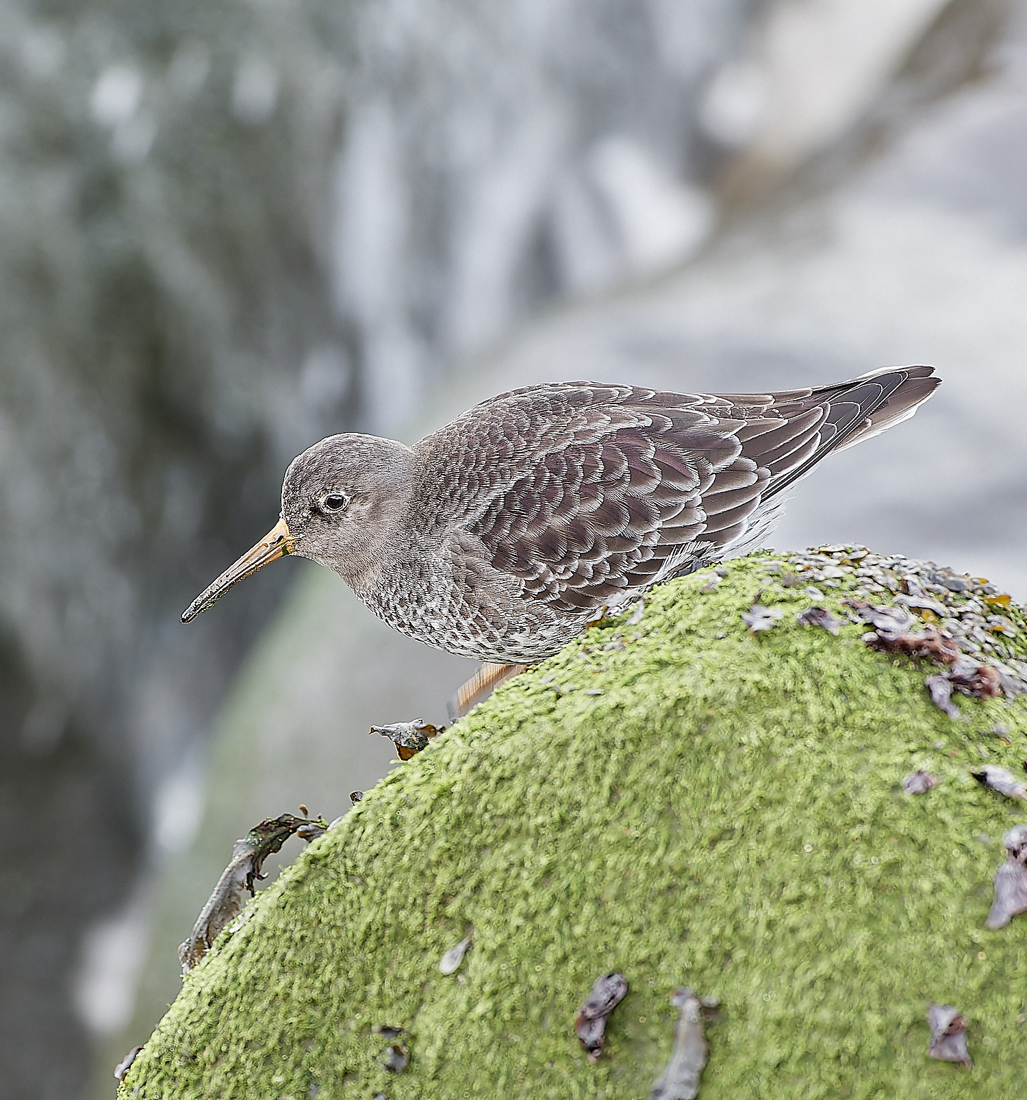 SheringhamPurpleSandpiper071219-5-NEF_DxO_DeepPRIMEXD 1