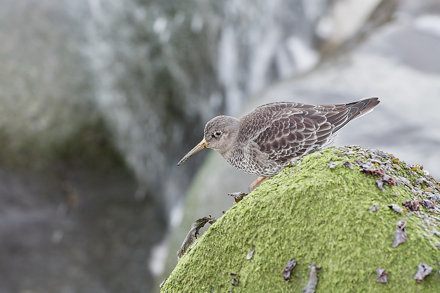 SheringhamPurpleSandpiper071219-5-NEF_DxO_DeepPRIMEXD